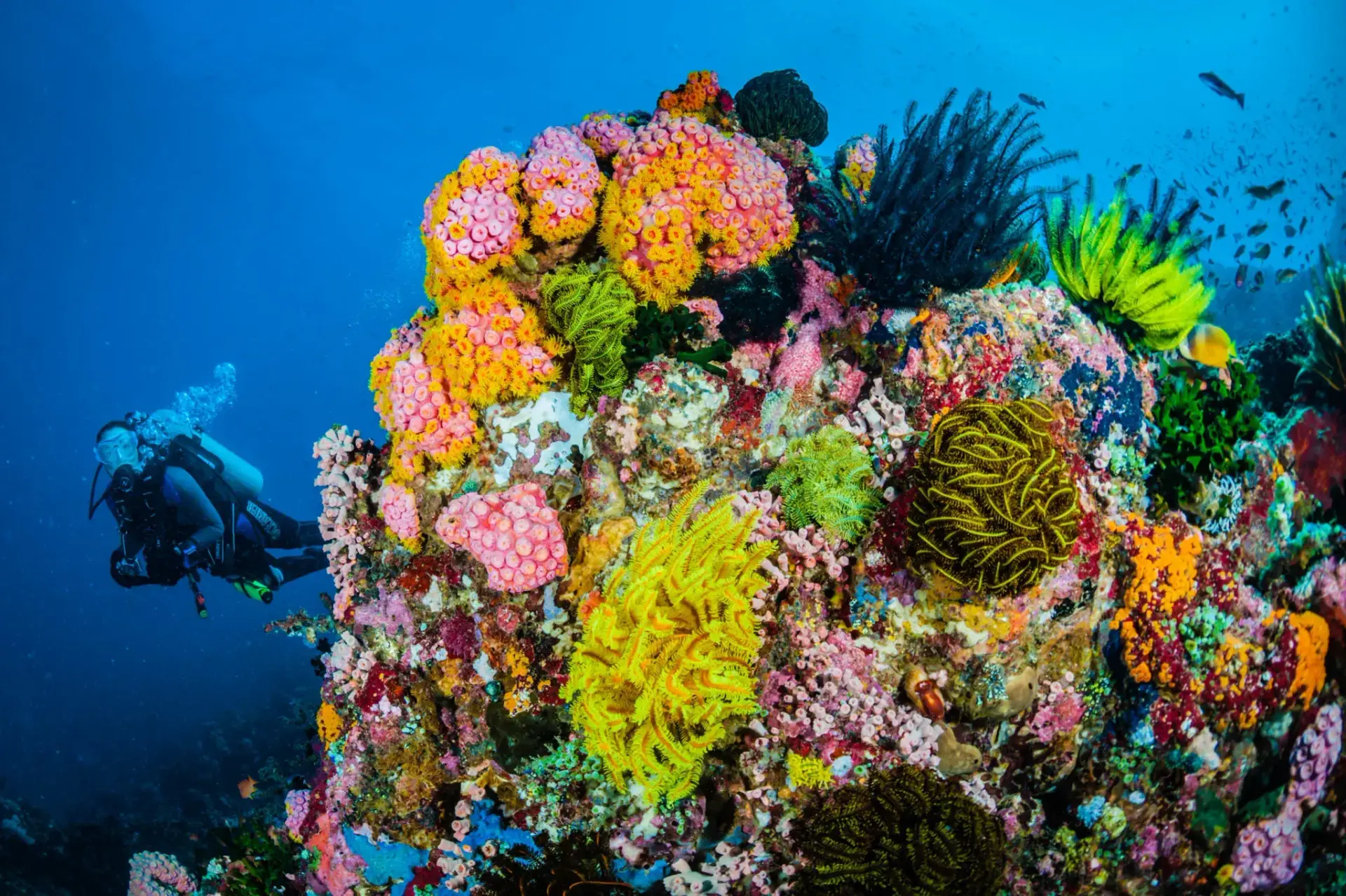 UN Global Fund for Coral Reefs (GFCR) Saving World Corals