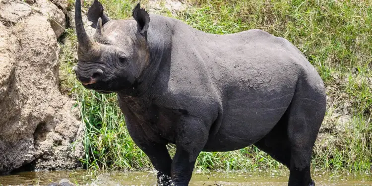 black rhino