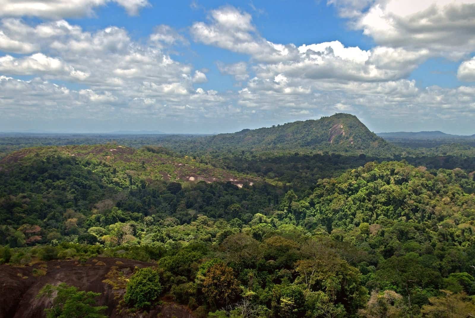 The Role of ITMOs in Suriname’s Forest Preservation