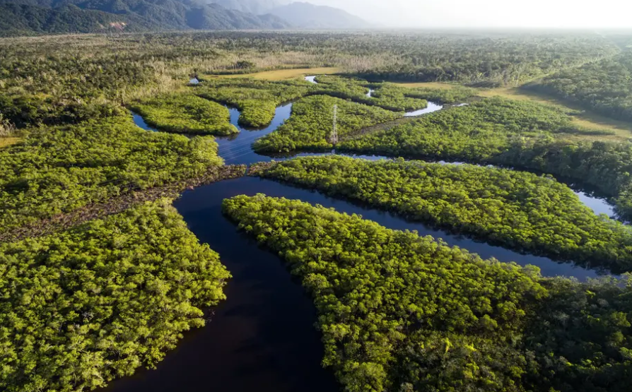 amazon forests and river