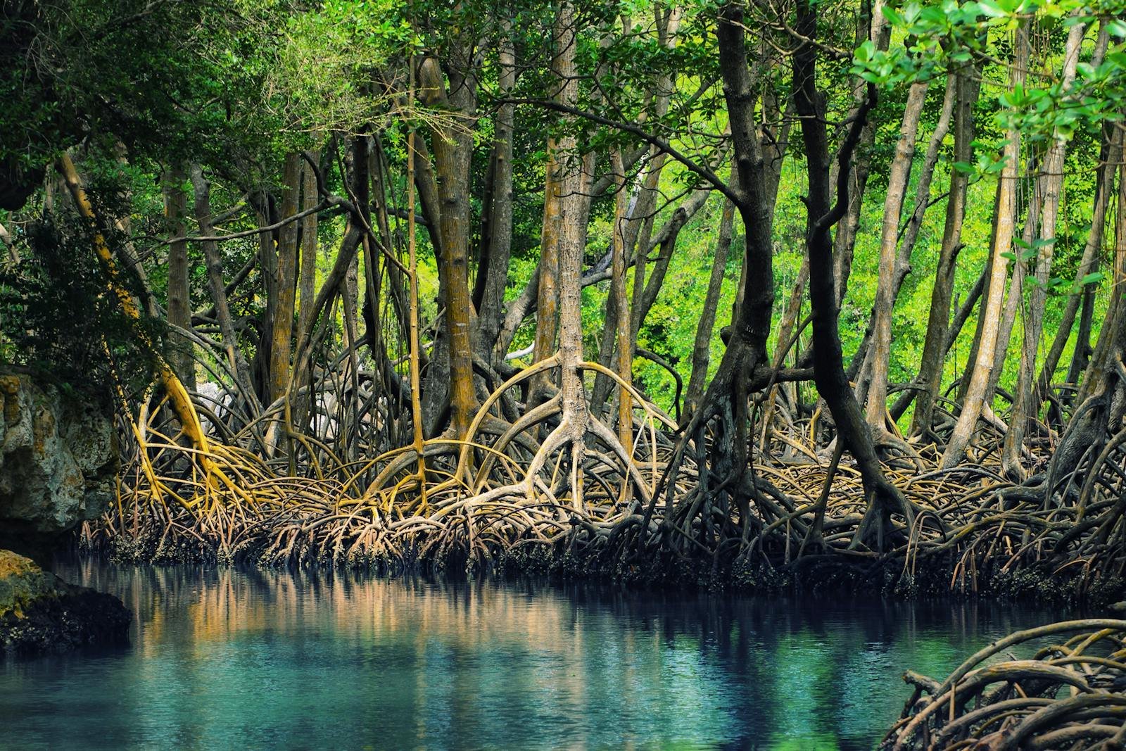 The Bahamas Pioneers Debt-for-Nature Swap to Bolster Marine Conservation