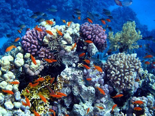 Indonesia’s Groundbreaking Debt-for-Nature Swap for Coral Reefs