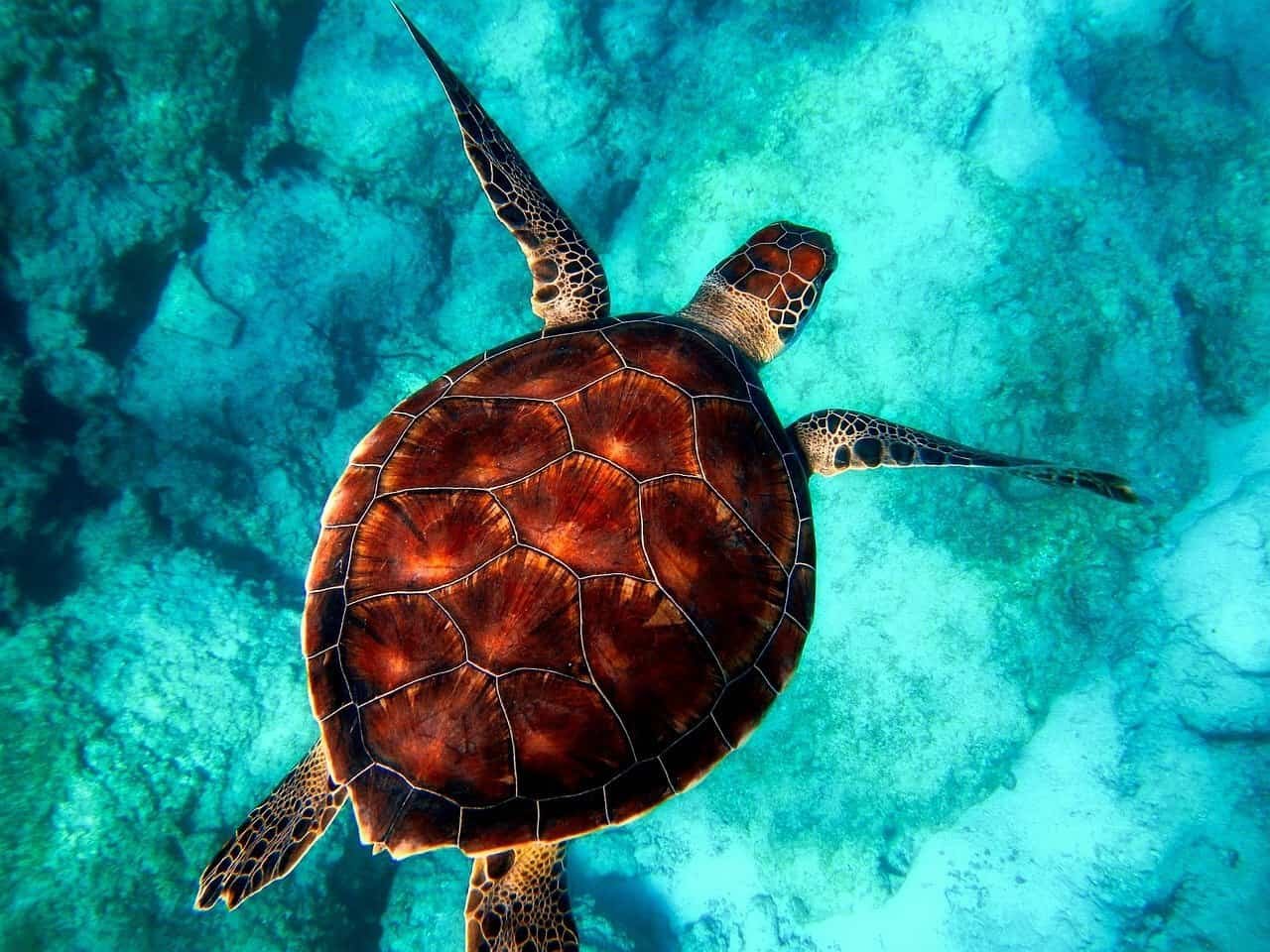 sea, turtle, diving, animal, turtle shell, reptile, sea turtle, marine animal, aquatic animal, ocean, wildlife, close up, shell, nature, outdoors, animal world, wildlife photography, sea, turtle, turtle, turtle, turtle, turtle, animal, animal, animal, sea turtle, ocean, ocean, nature