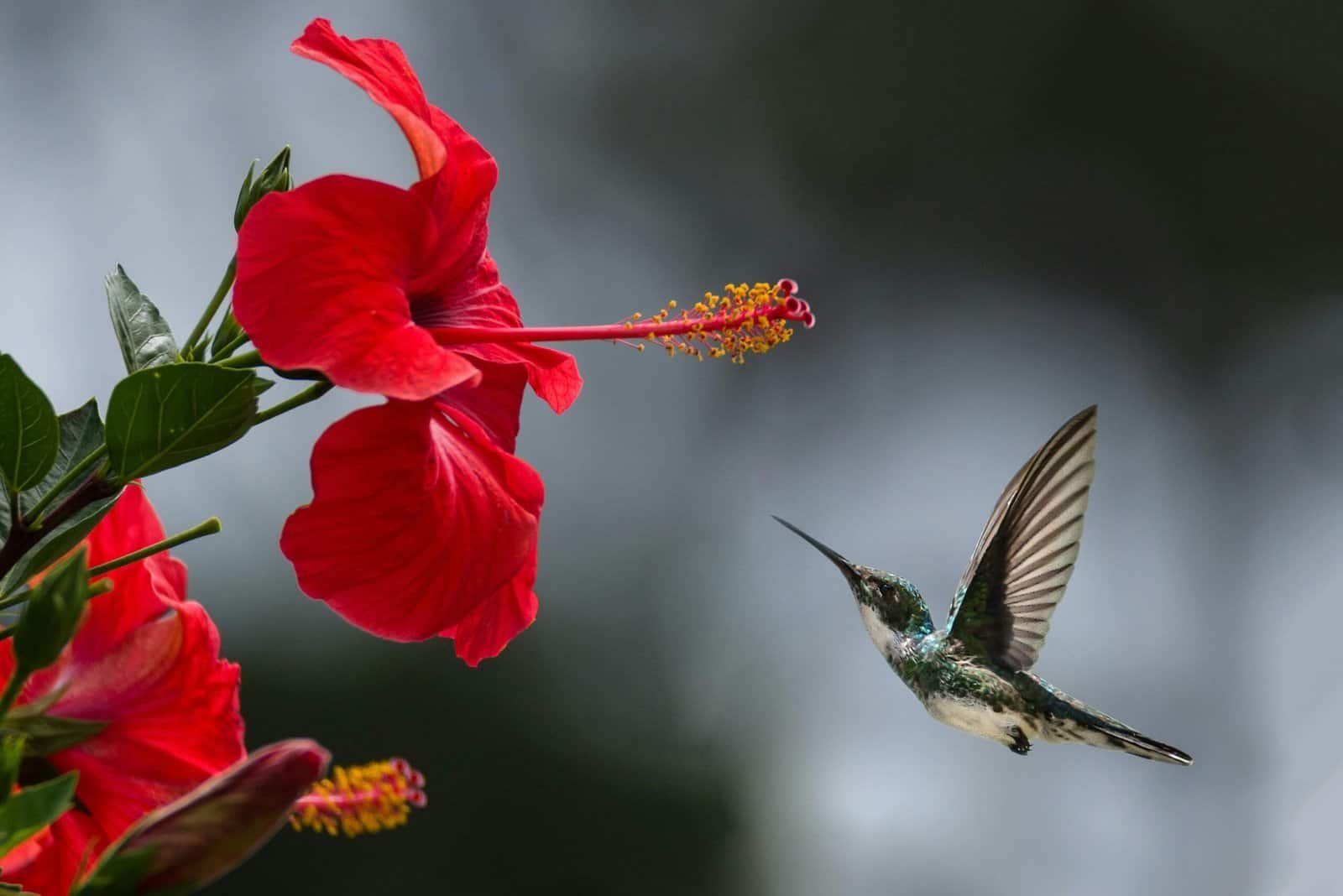 A hummingbird hovers gracefully near a blooming red hibiscus, showcasing nature's delicate beauty.