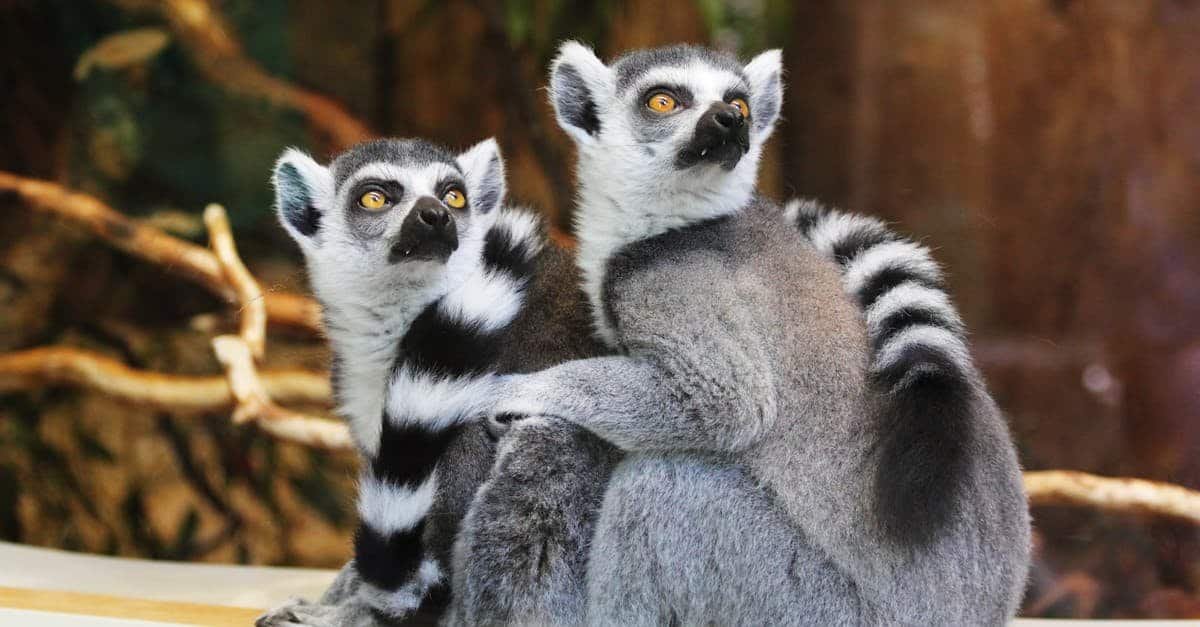 Discover how the Global Biodiversity Framework Fund (GBFF) is mobilizing capital to protect Madagascar's ecosystems. Explore the financial structure, market dynamics, and real-world impact of this innovative biodiversity finance initiative driving sustainable development. Two cute ring-tailed lemurs sitting together in an outdoor natural setting.