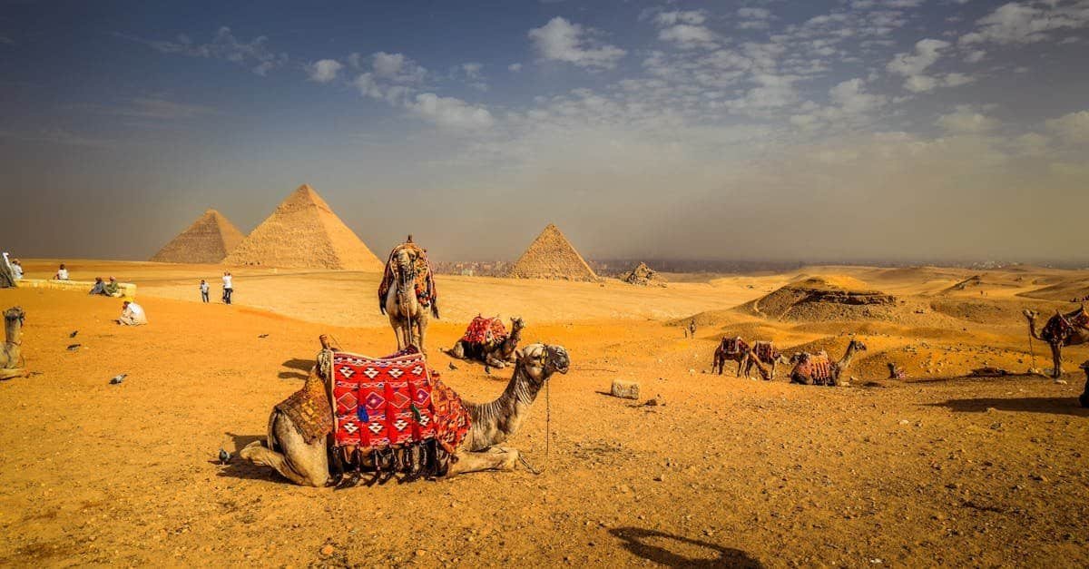 Captivating view of camels resting with the iconic pyramids in the Egyptian desert.