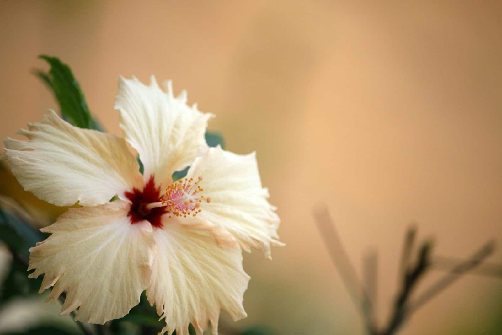 Close-up of a delicate hibiscus flower in warm summer light, showcasing its purity and tropical beauty.