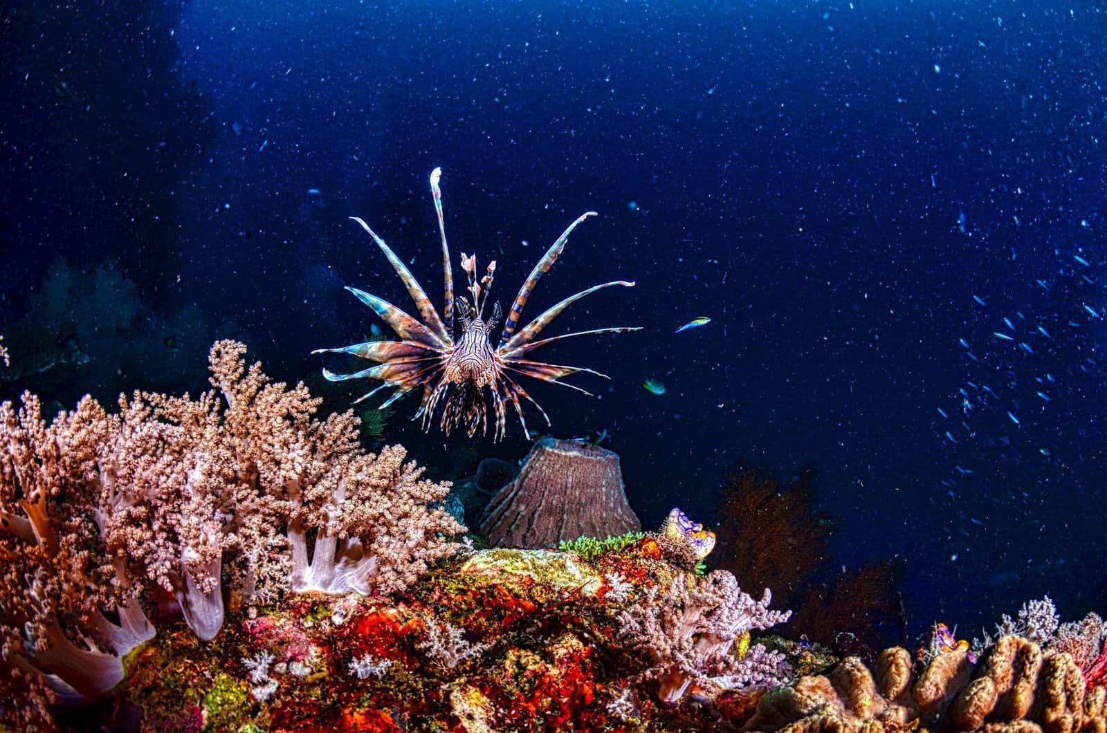 A stunning lionfish drifting over colorful corals in the deep waters of Indonesia.