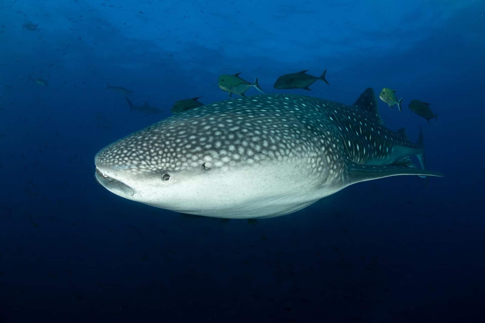 Close-up of a whale shark swimming with fish in the ocean waters of Ecuador.